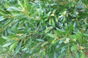 ToxicOleanderIMG_1399