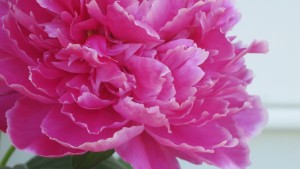 Toxic-PeonyIMG_3864