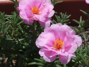 Toxic-PortulacaDSCF2085